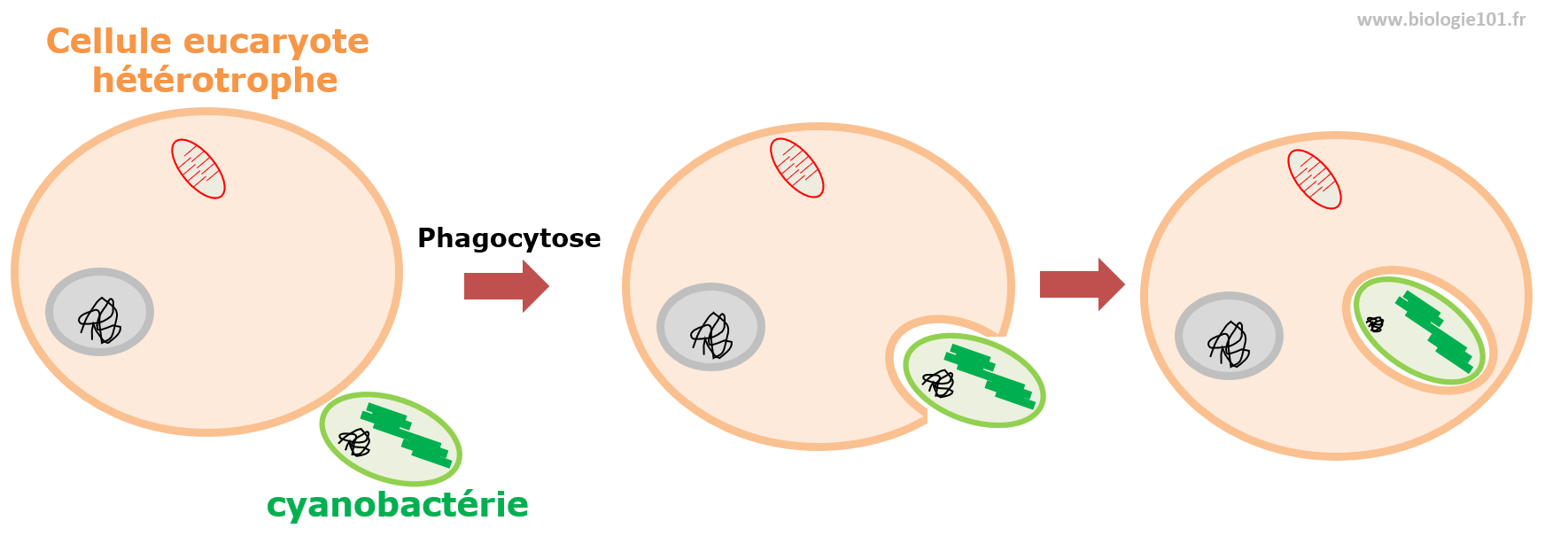 Chloroplaste thylakoïde et chlorophylle Biologie101