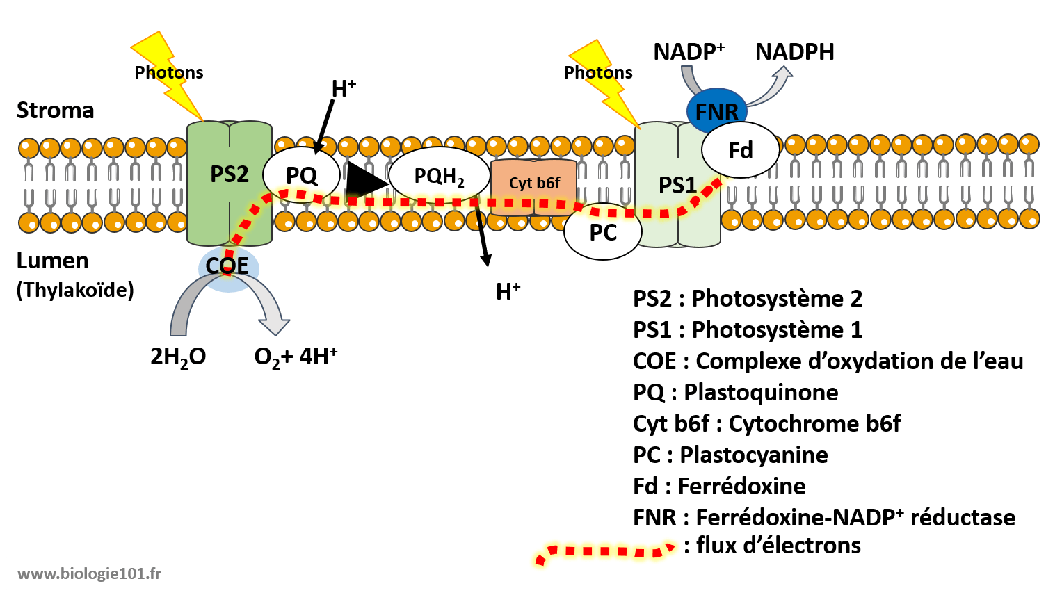 Photosynthèse 1 la phase photochimique Biologie101